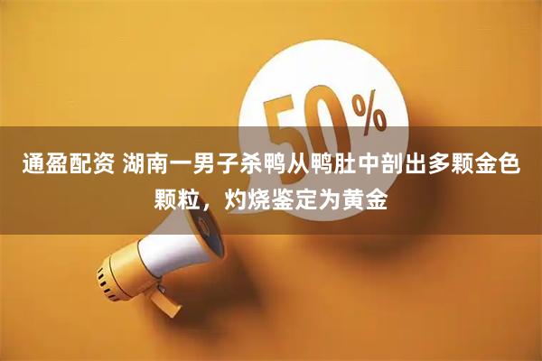 通盈配资 湖南一男子杀鸭从鸭肚中剖出多颗金色颗粒，灼烧鉴定为黄金
